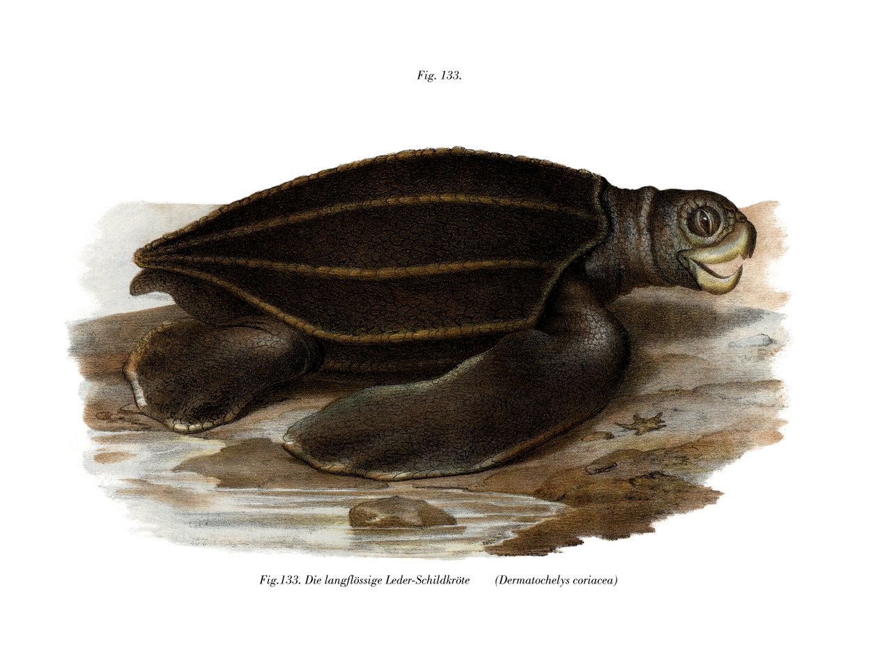 Leatherback Sea Turtle (farge litho) av German School