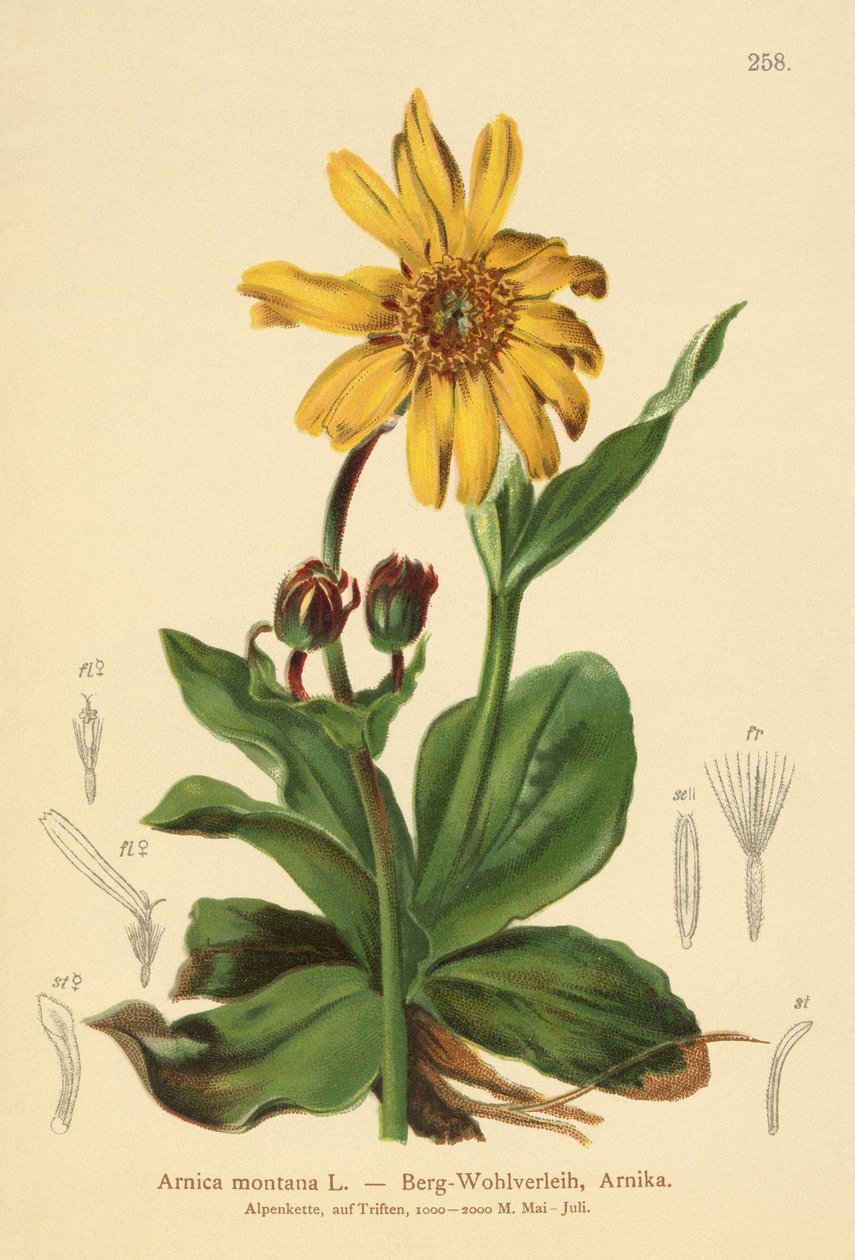 Leopardbane (Arnica montana) av German School