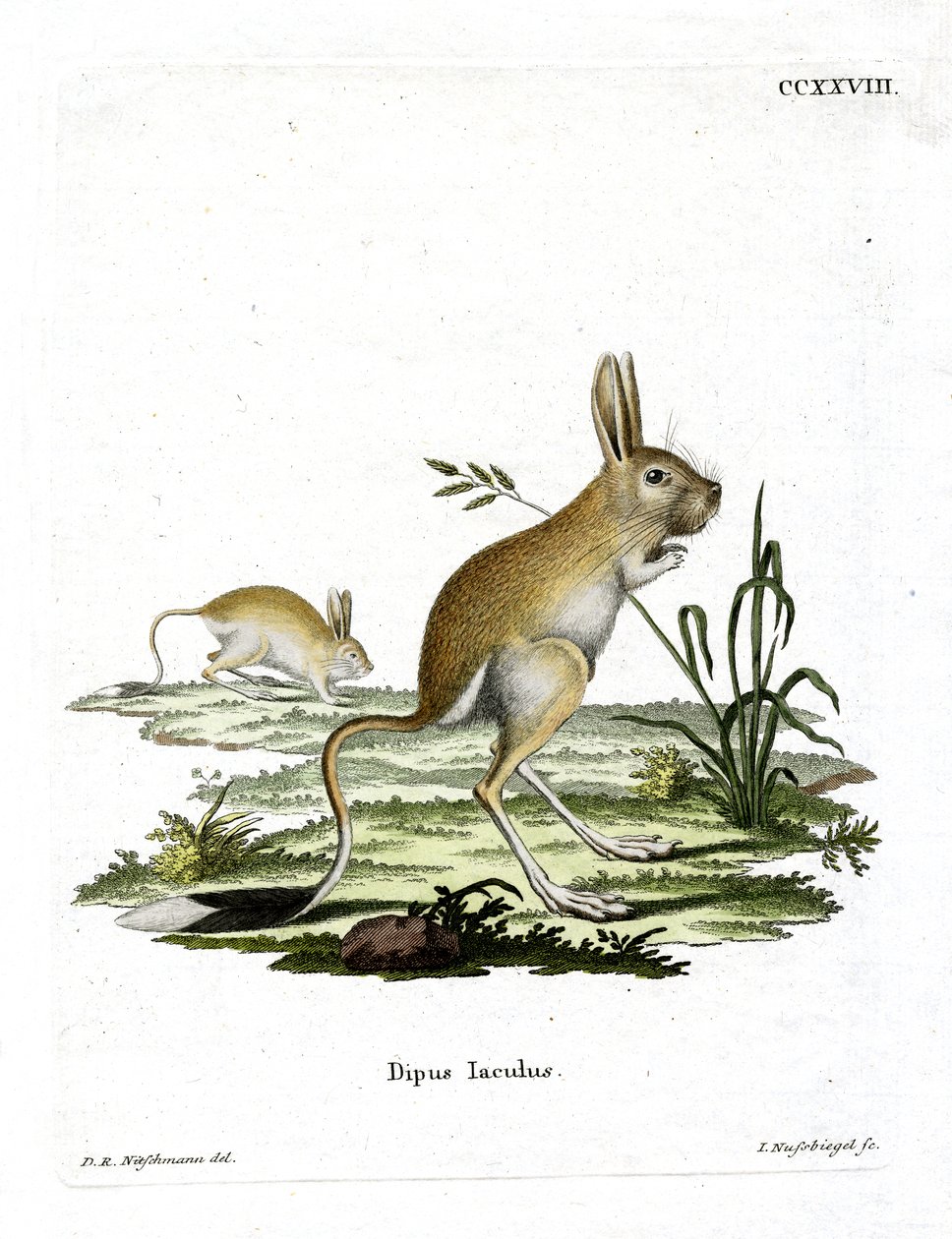 Mindre egyptisk Jerboa (farget gravering) av German School