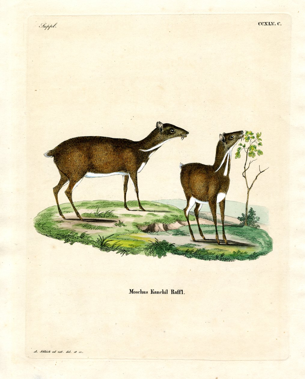 Lesser Mouse Deer (farget gravering) av German School