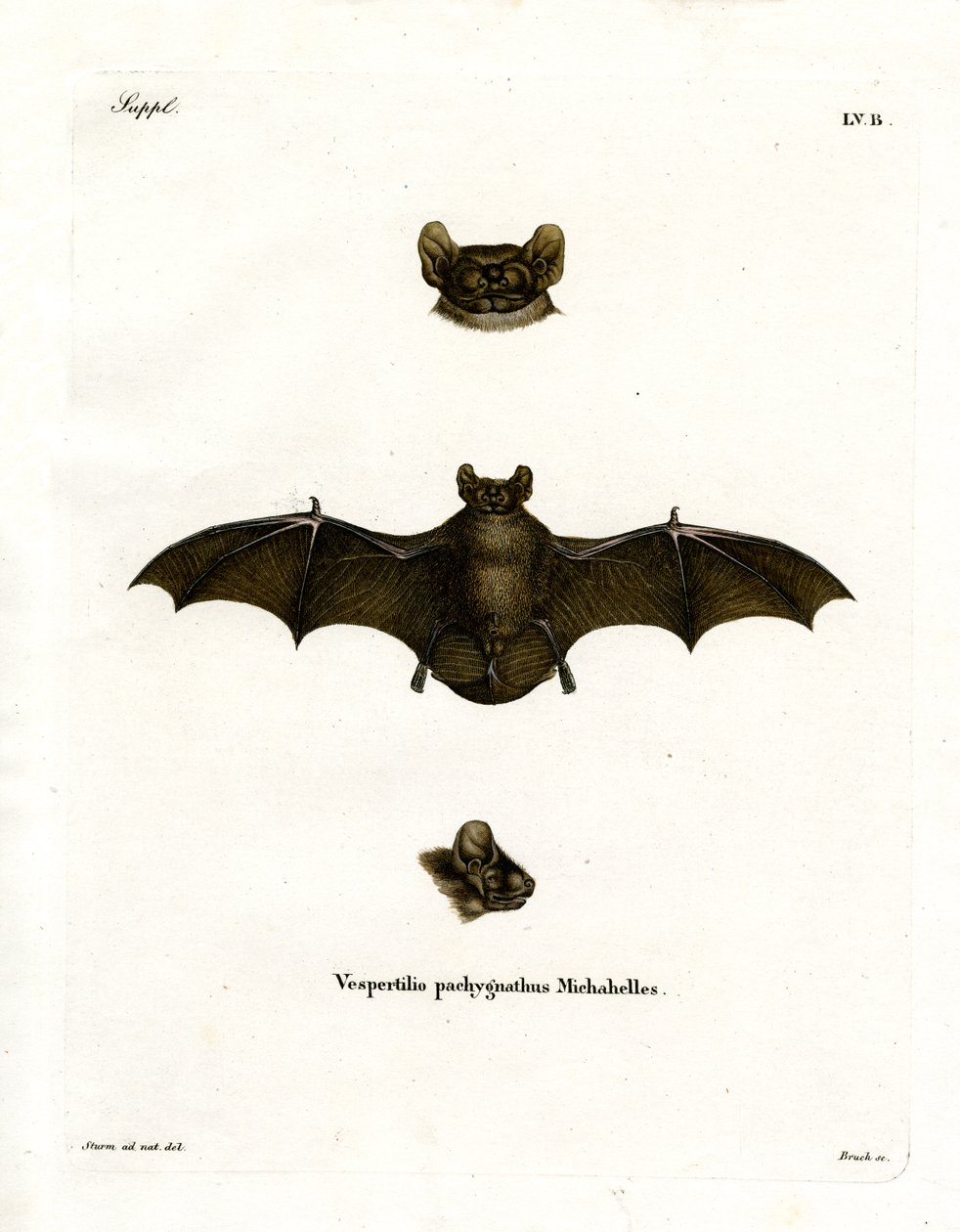 Lesser Noctule Bat (farget gravering) av German School