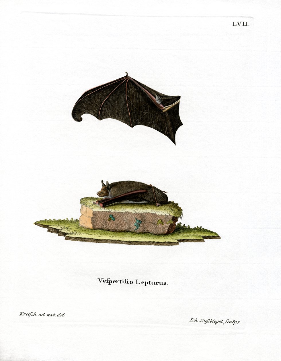 Lesser Sac-winged Bat (farget gravering) av German School