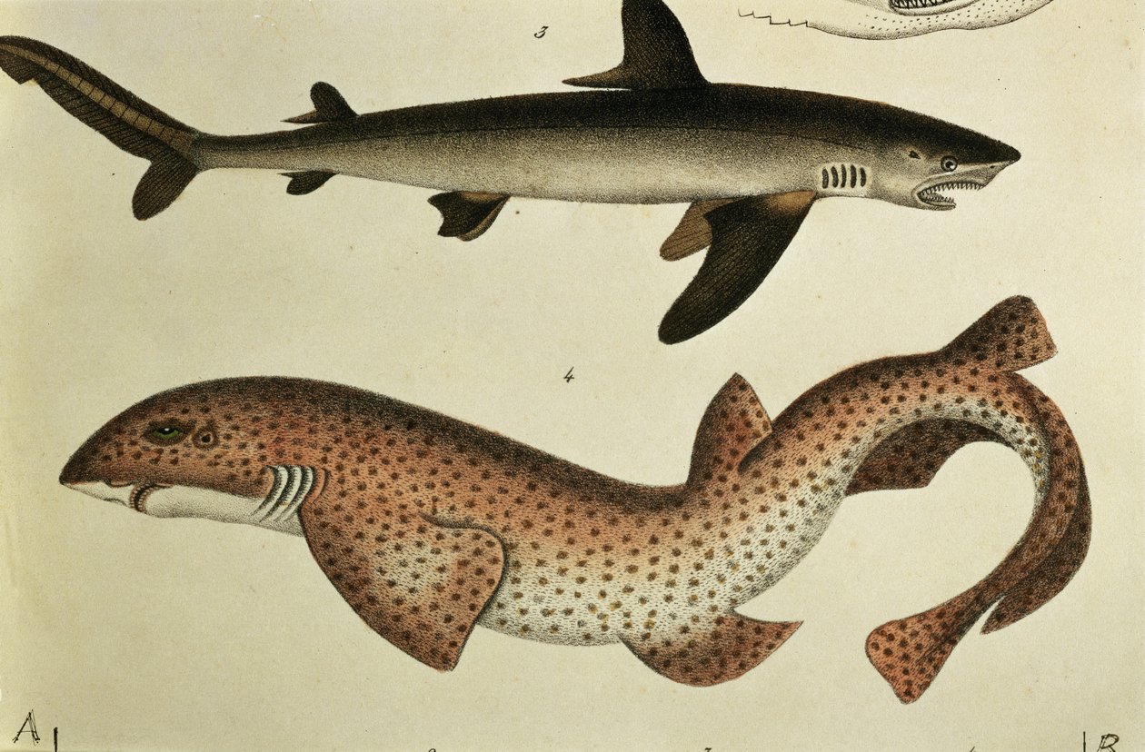 Lesser Spotted Dogfish, Pl. 93 fra 'Natural history and illustration of fish' av HR Schinz, 1836 av German School