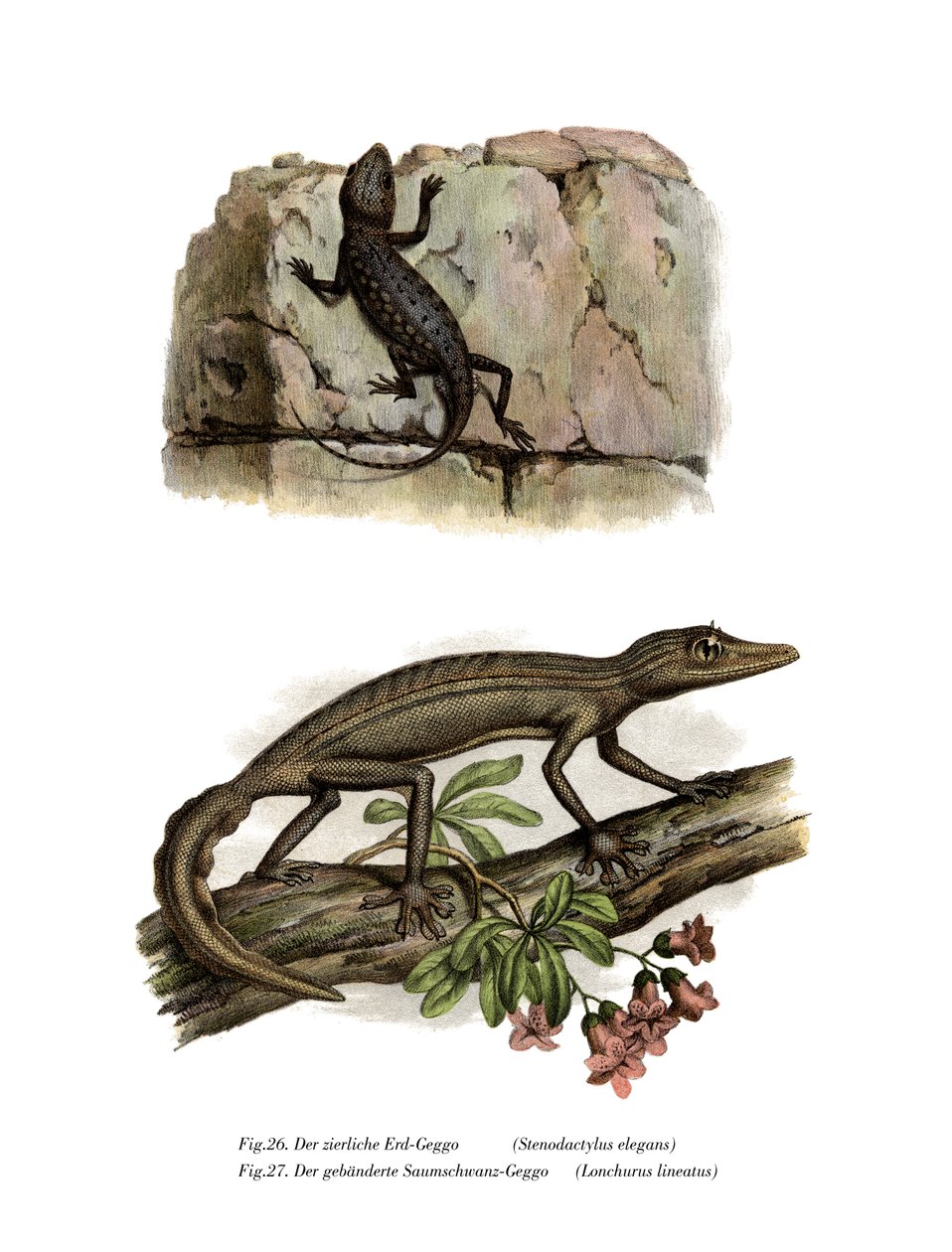 Lichtensteins kortfingrede gekko (farge litho) av German School