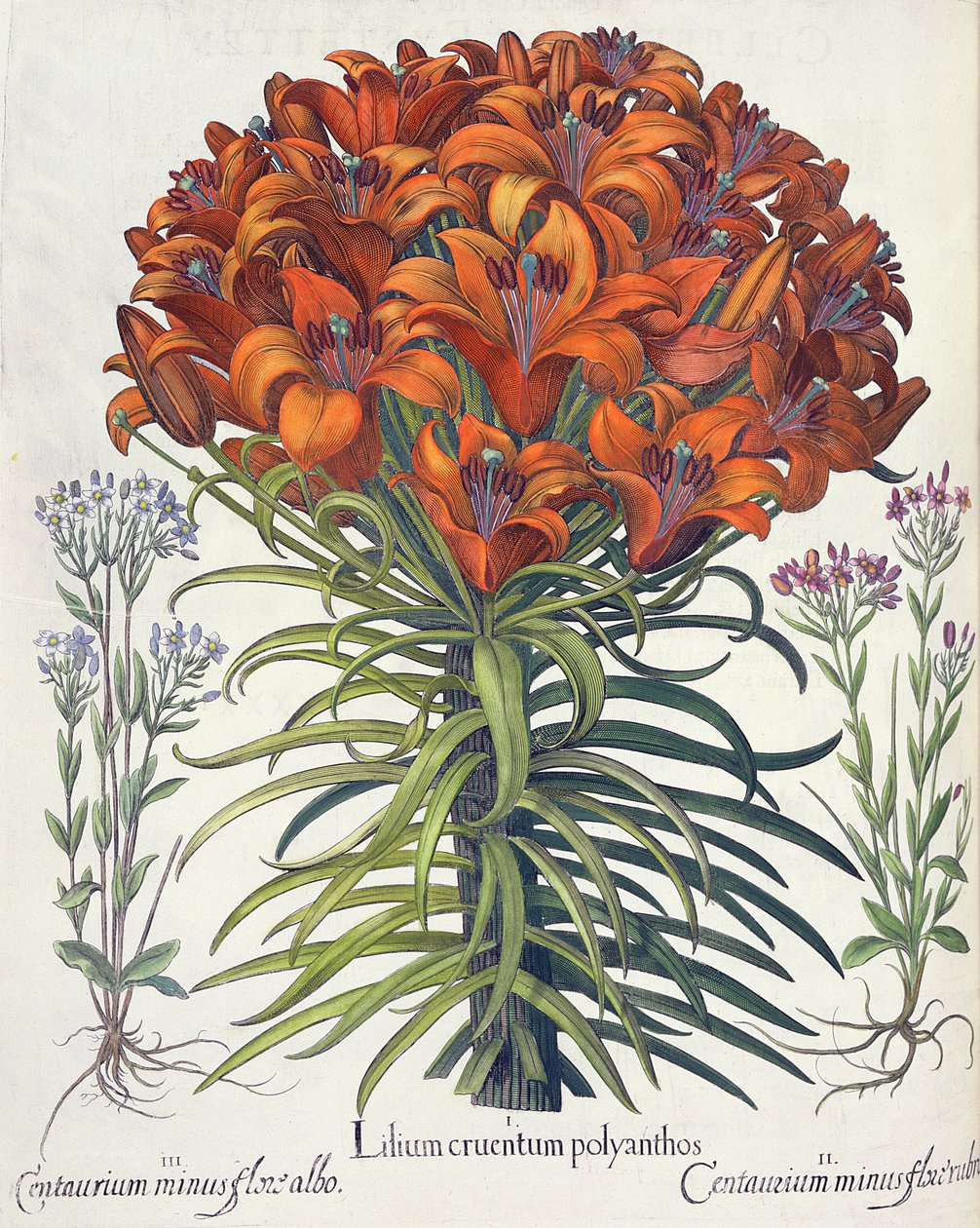 Lilje og bøk: 1. Lilium blodig polyanthos; 2. Centaurium minus rød blomst; 3.Centaurium minus flore albo, fra Hortus Eystettensis av Basil Besler (1561-1629), pub. 1613 av German School