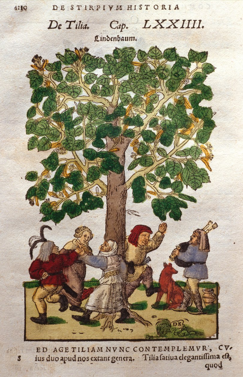 Lime, eller Linden, Tre av German School