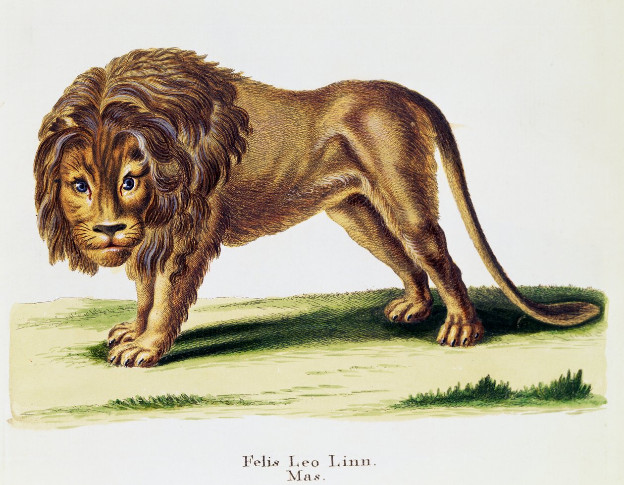 Løve (Felis leo), fra Pattedyr illustrert fra Nature med beskrivelser, av Johann Christian Daniel von Schreber (1739-1810), gravering av HI Tisroff, bind 3, tabell 97-A, Tyskland av German School