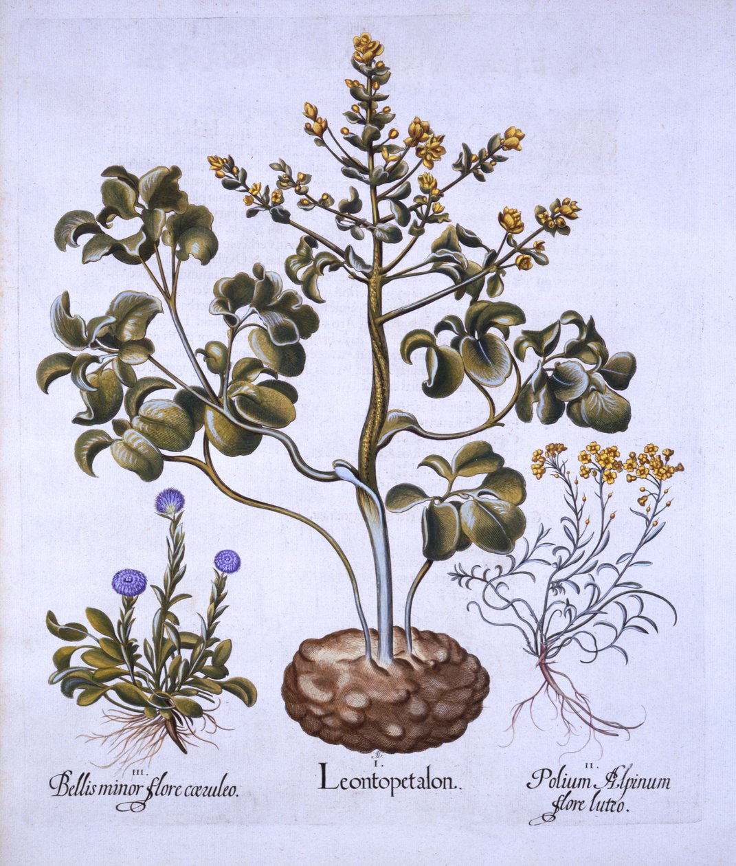 Lions Leaf and Alpine Flowers, fra Hortus Eystettensis, av Basil Besler (1561-1629), pub. 1613 (håndfarget gravering) av German School