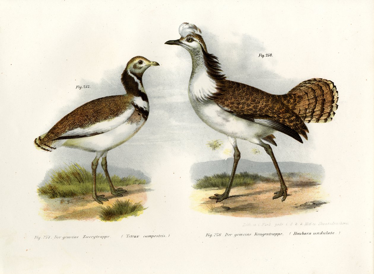 Lille bustard, 1864 av German School