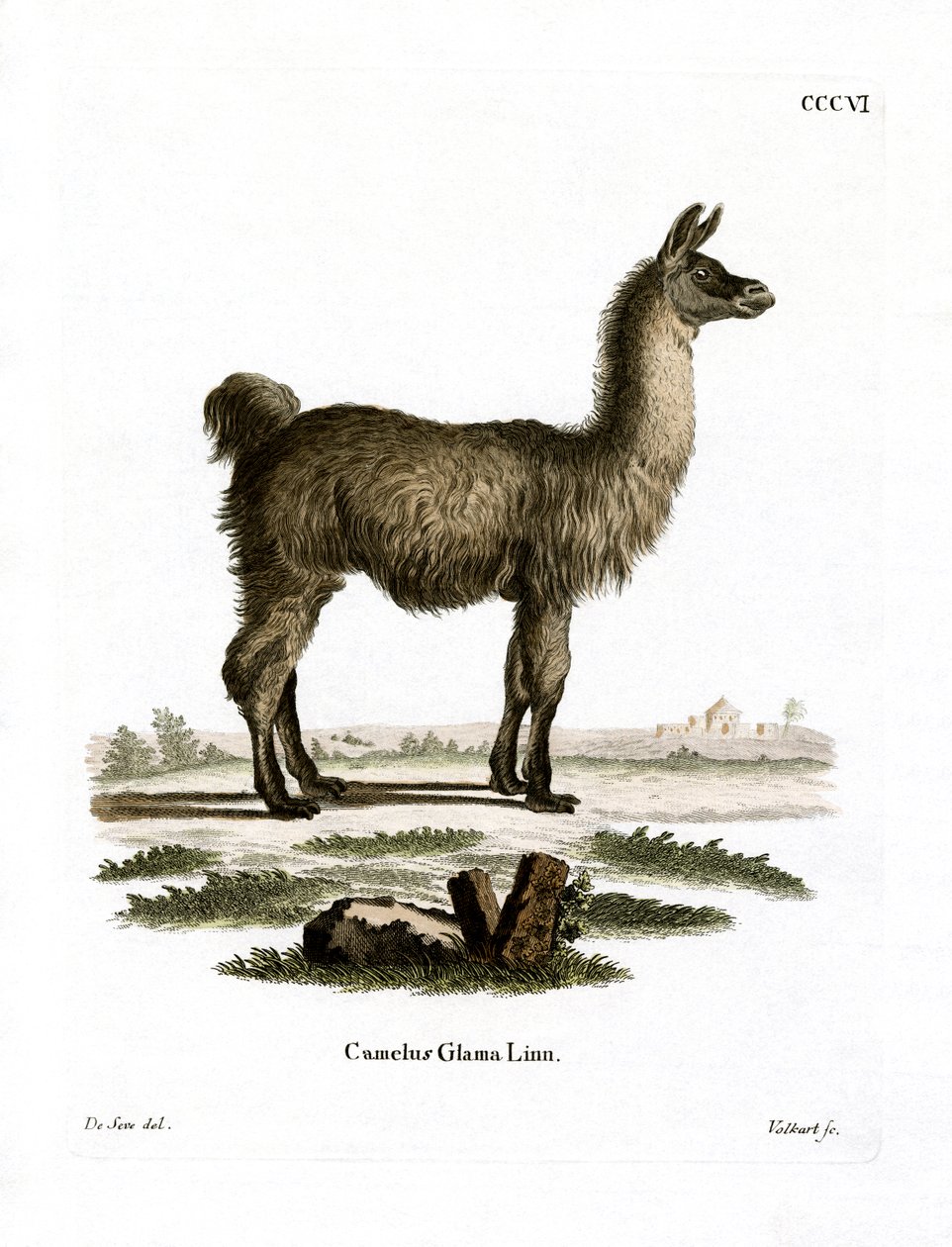 Lama (farget gravering) av German School