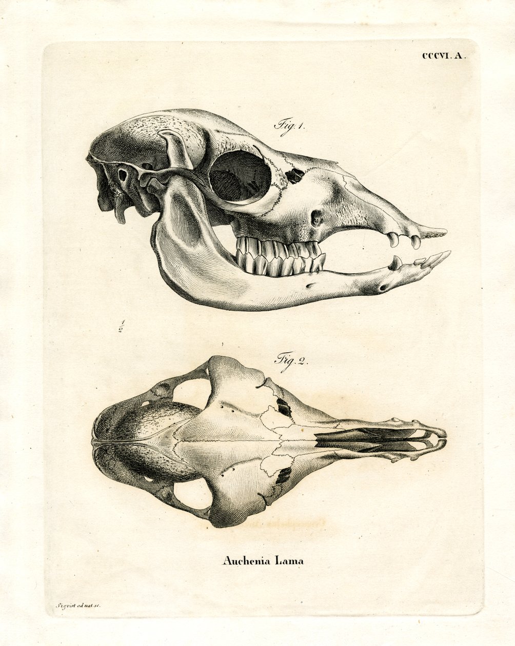 Lama Skull (farget gravering) av German School