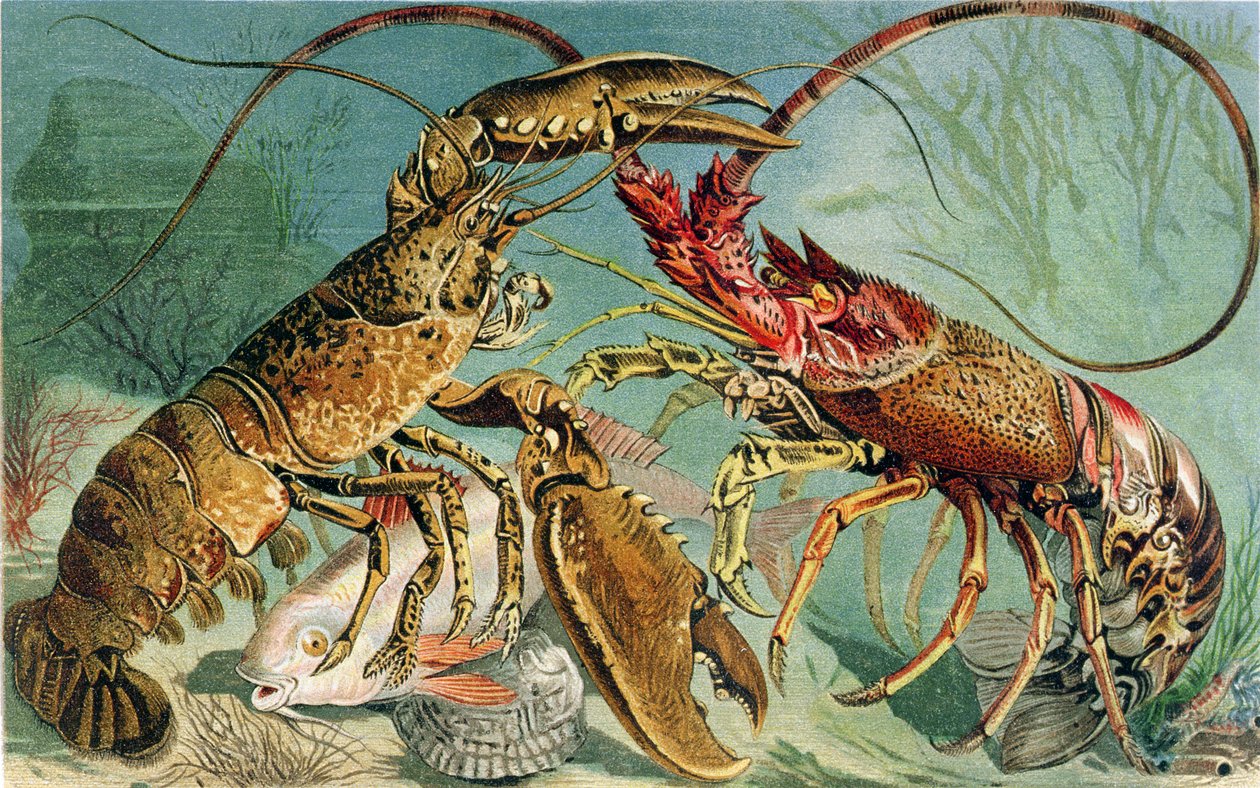 Lobster and Spiny Lobster, tallerken fra Brehms Tierleben: Allgemeine Kunde des Tierreichs, vol.10, s.44, utgitt av Bibliographic Institute, 1893 av German School