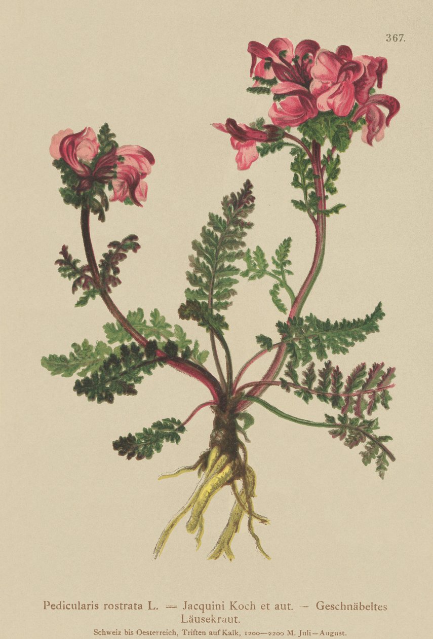 Langneset lomus (Pedicularis rostrata) av German School