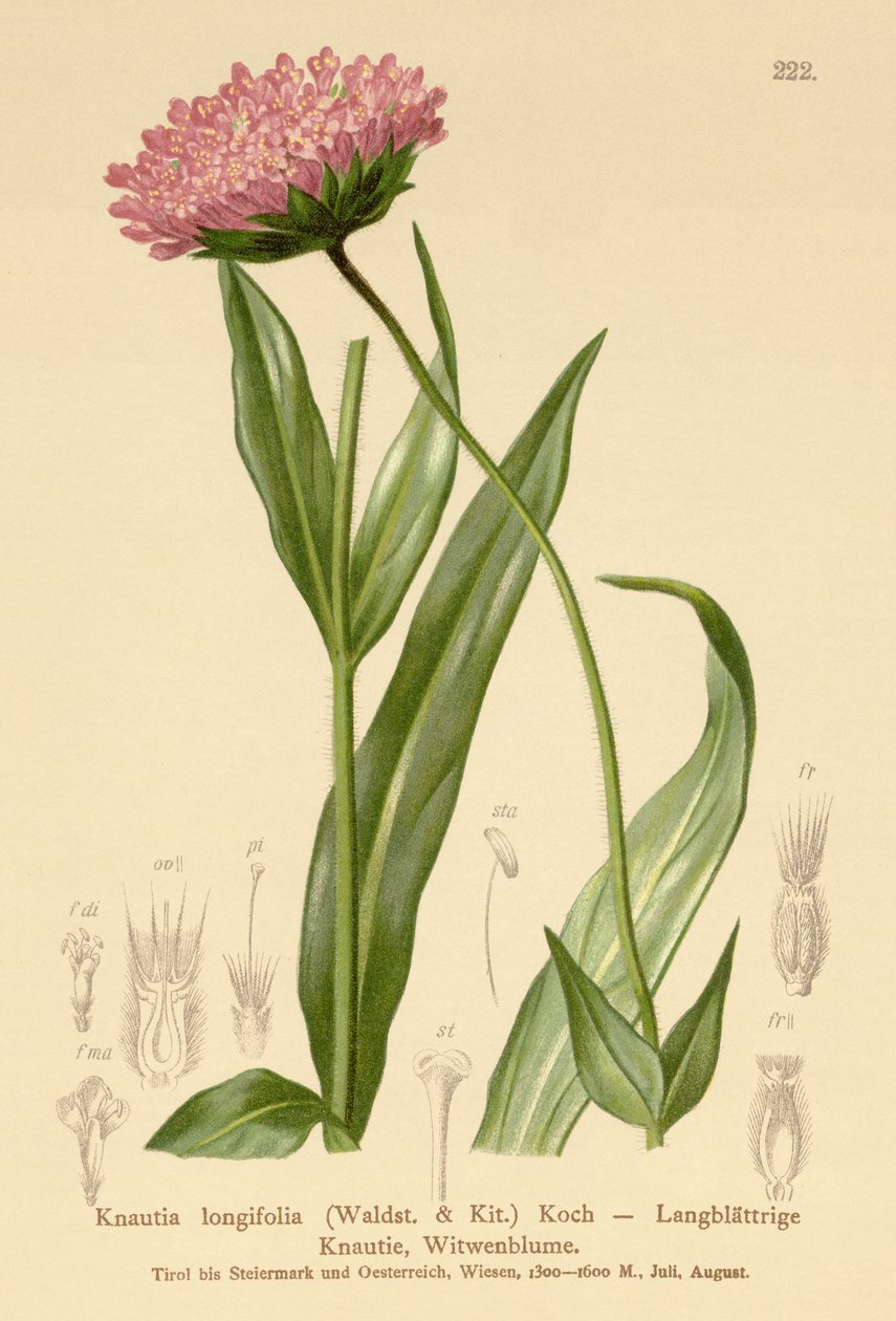 Langbladet enkeblomst (Knautia longifolia) av German School