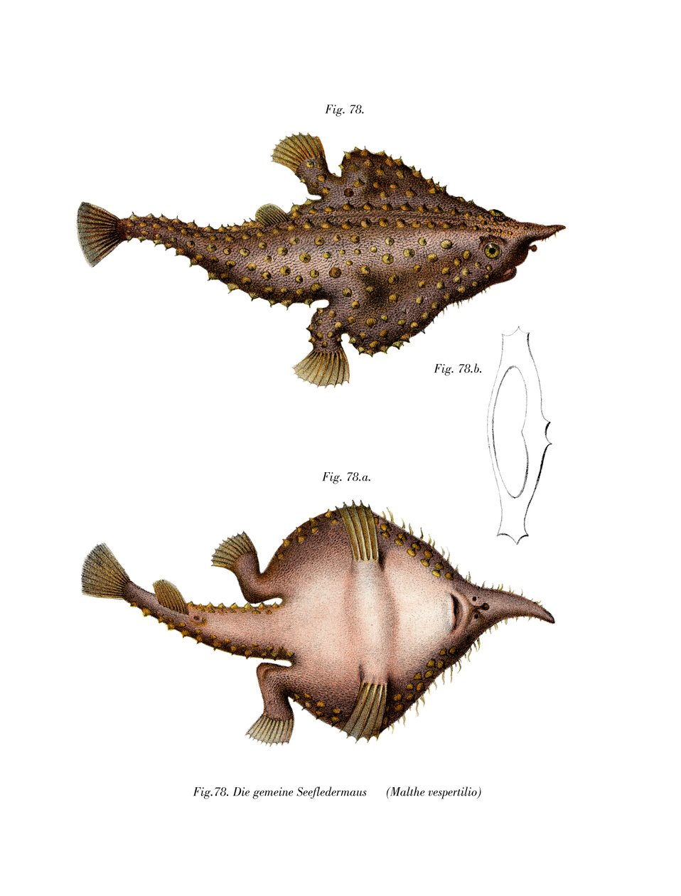 Longnose Batfish (farge litho) av German School