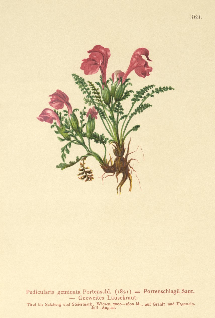 Lusurt (Pedicularis geminata, Pedicularis Portenschlagii, Pedicularis pumila) av German School