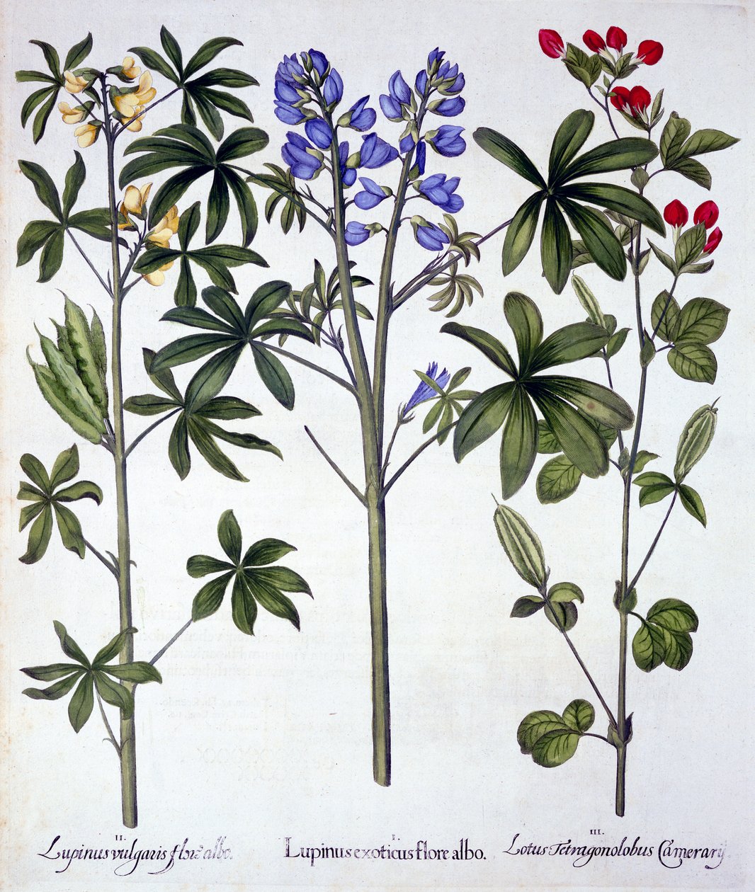 Lupiner og røde aspargeserter, fra Hortus Eystettensis, av Basil Besler (1561-1629), pub. 1613 (håndfarget gravering) av German School