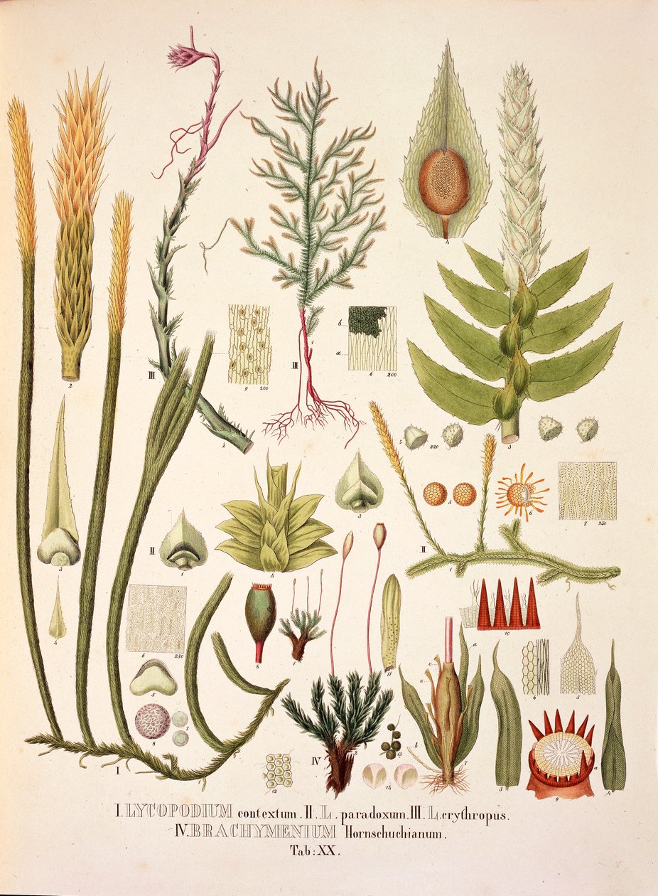Lycopodium and Brachymenium, bord XX fra 