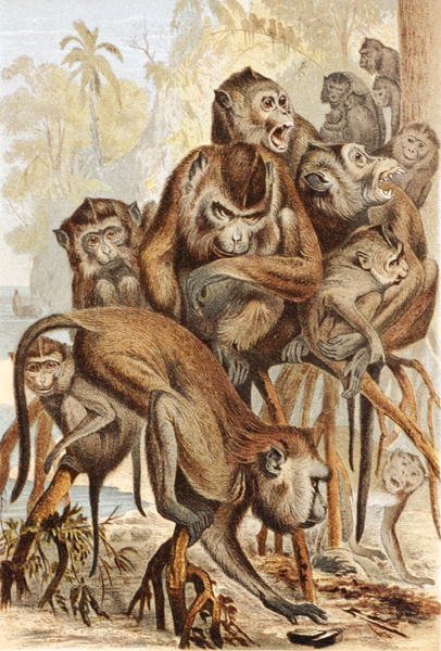 Macacus, tallerken fra "Brehms Tierleben: Allgemeine Kunde des Tierreichs", vol.1, s.149, utgitt av Bibliographisches Institut av German School