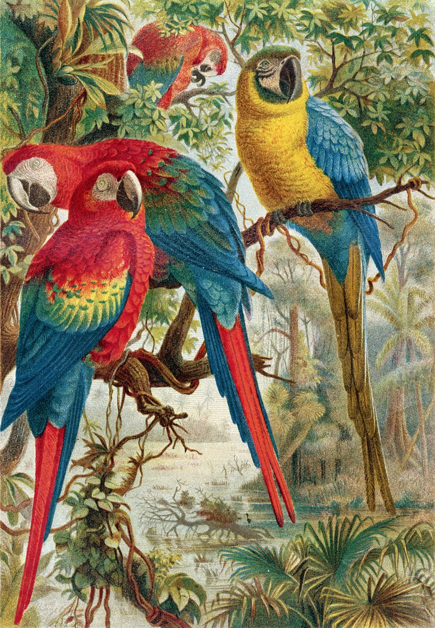 Macaws, tallerken fra Brehms Animal Life: General Knowledge of the Animal Kingdom, vol.5, s.60, utgitt av Bibliographic Institute, 1892 av German School