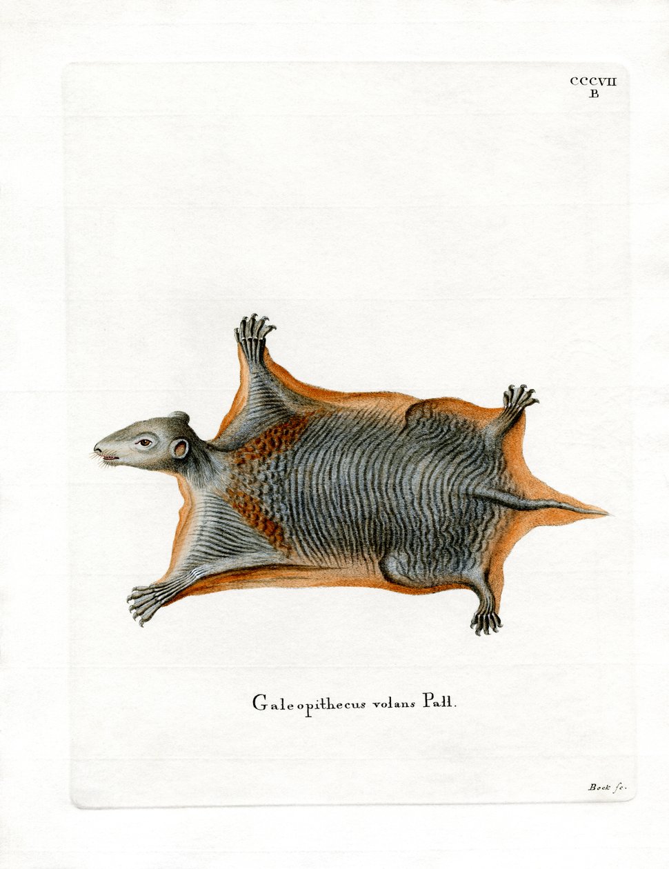 Malayan Flying Lemur (farget gravering) av German School