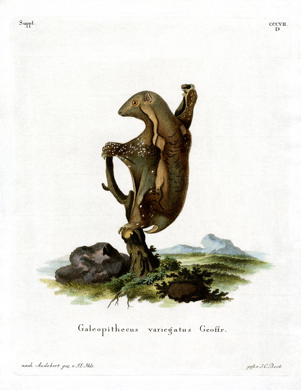 Malayan Flying Lemur (farget gravering) av German School