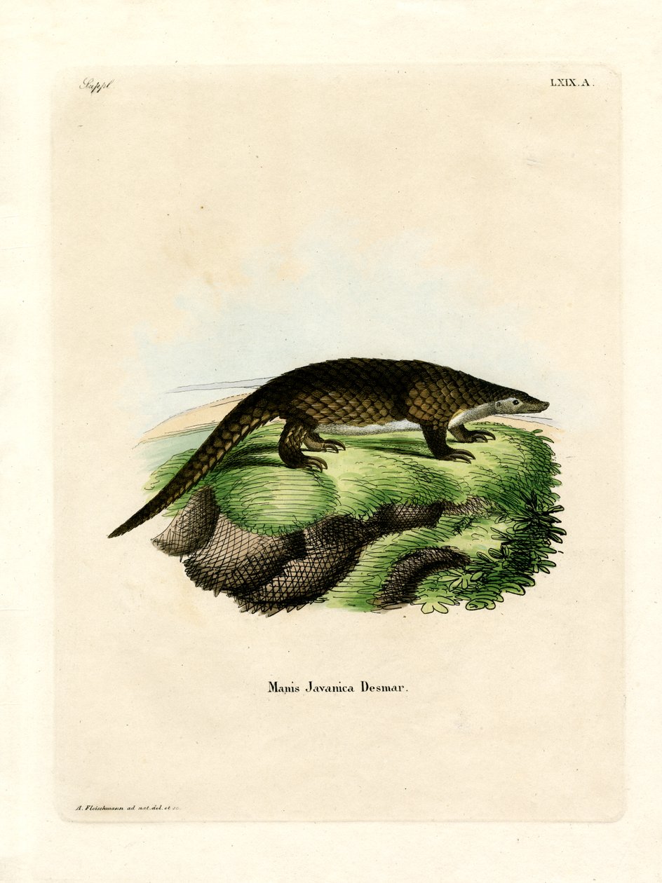 Malayan Pangolin (farget gravering) av German School