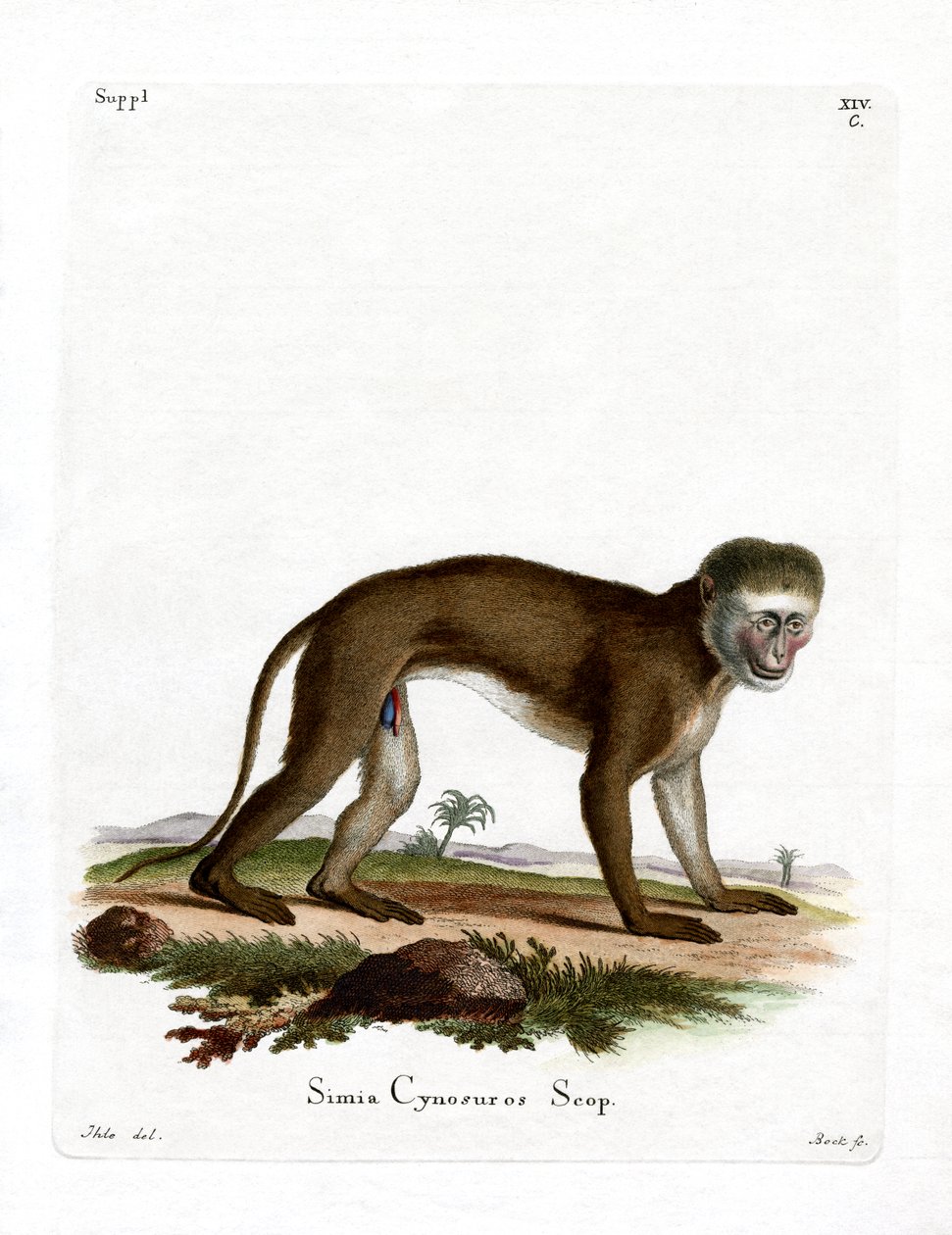 Malbrouck Monkey (farget gravering) av German School