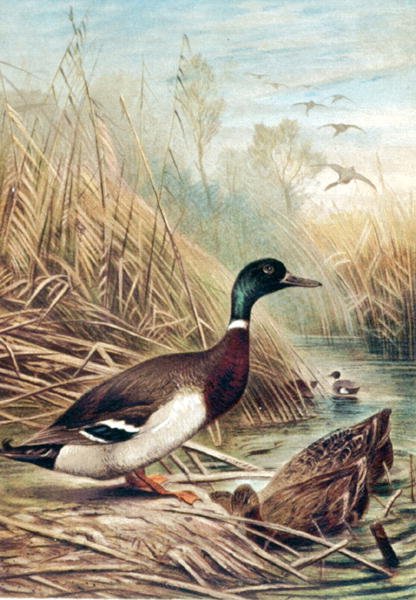Mallard, tallerken fra "Brehms Tierleben: Allgemeine Kunde des Tierreichs", vol.6, s.635, utgitt av Bibliographisches Institut av German School