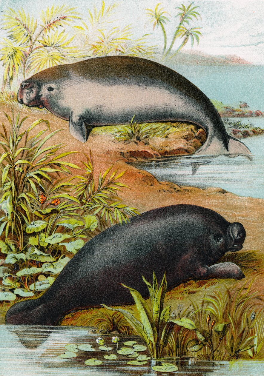 Manatee og Dugong, ca. 1880 av German School