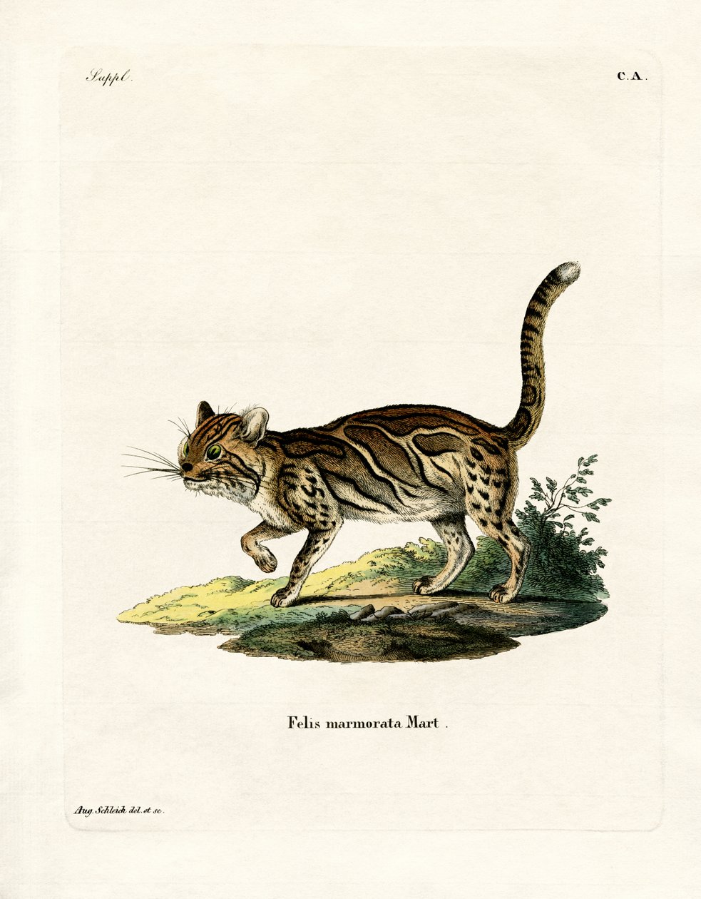 Marmorert katt (farget gravering) av German School