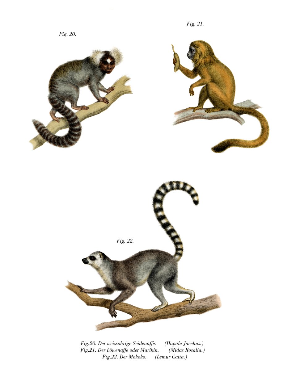 Marmoset, 1860 av German School