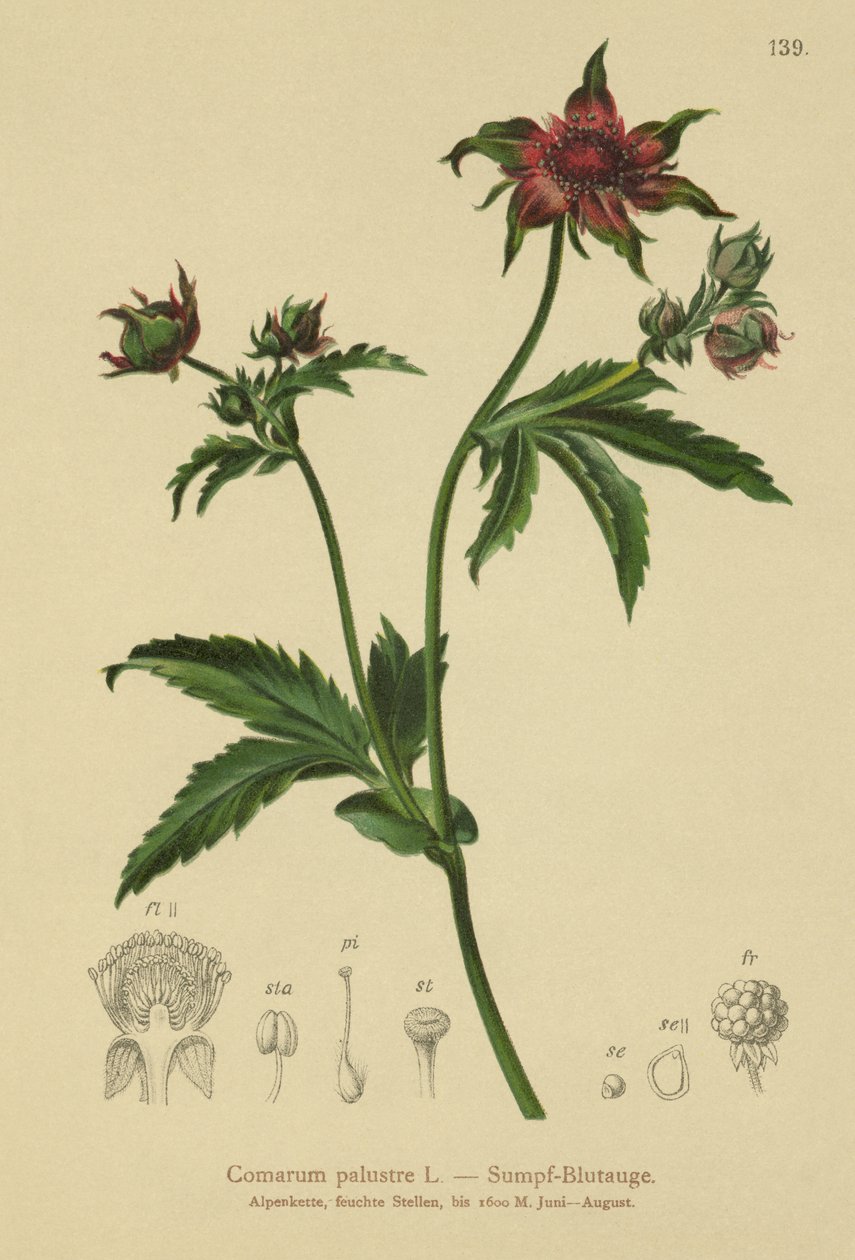 Marsh Cinquefoil (Comarum palustre, Potentilla palustris) av German School
