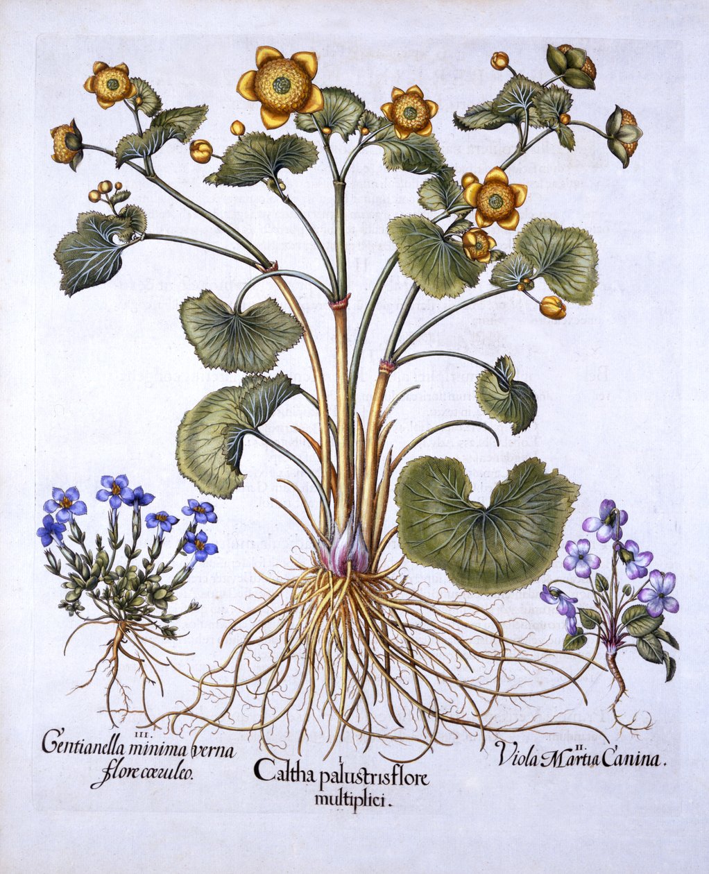 Marsh Marigold, March Violet and Spring Gentian, fra Hortus Eystettensis, av Basil Besler (1561-1629), pub. 1613 (håndfarget gravering) av German School