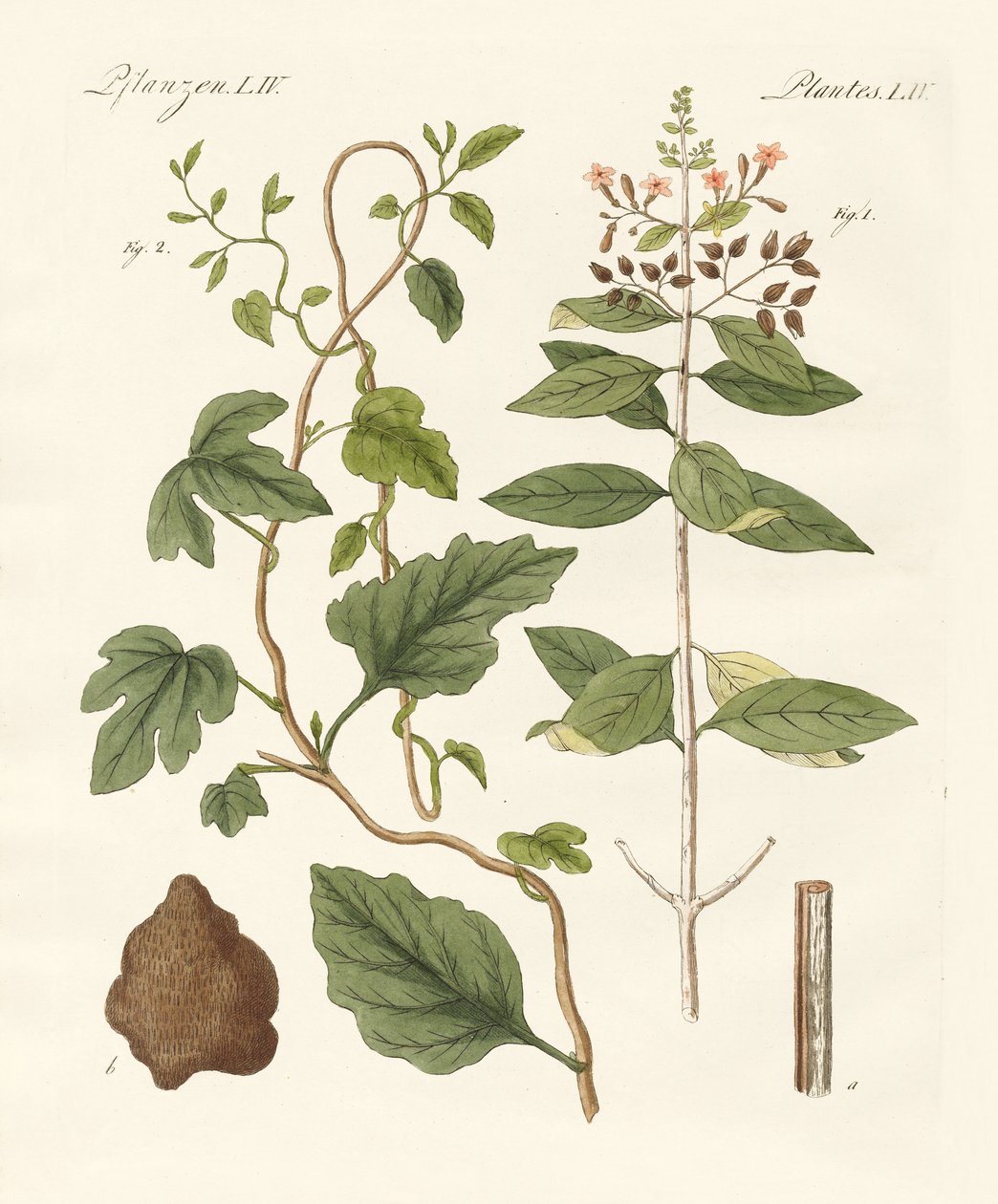 Medisinske planter av German School