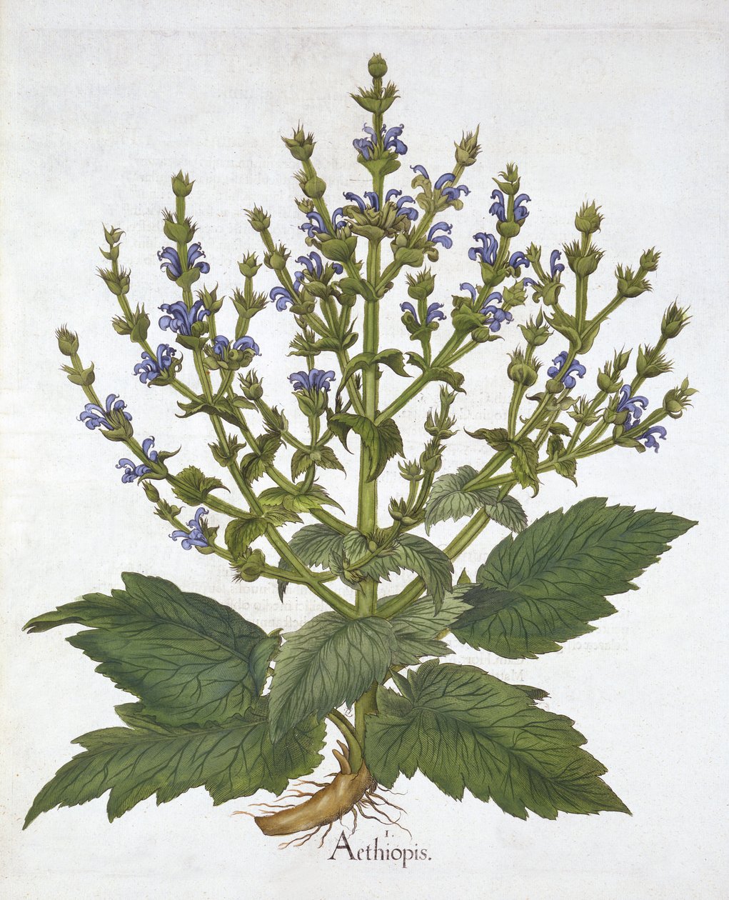 Middelhavssalvie, fra "Hortus Eystettensis", av Basil Besler av German School
