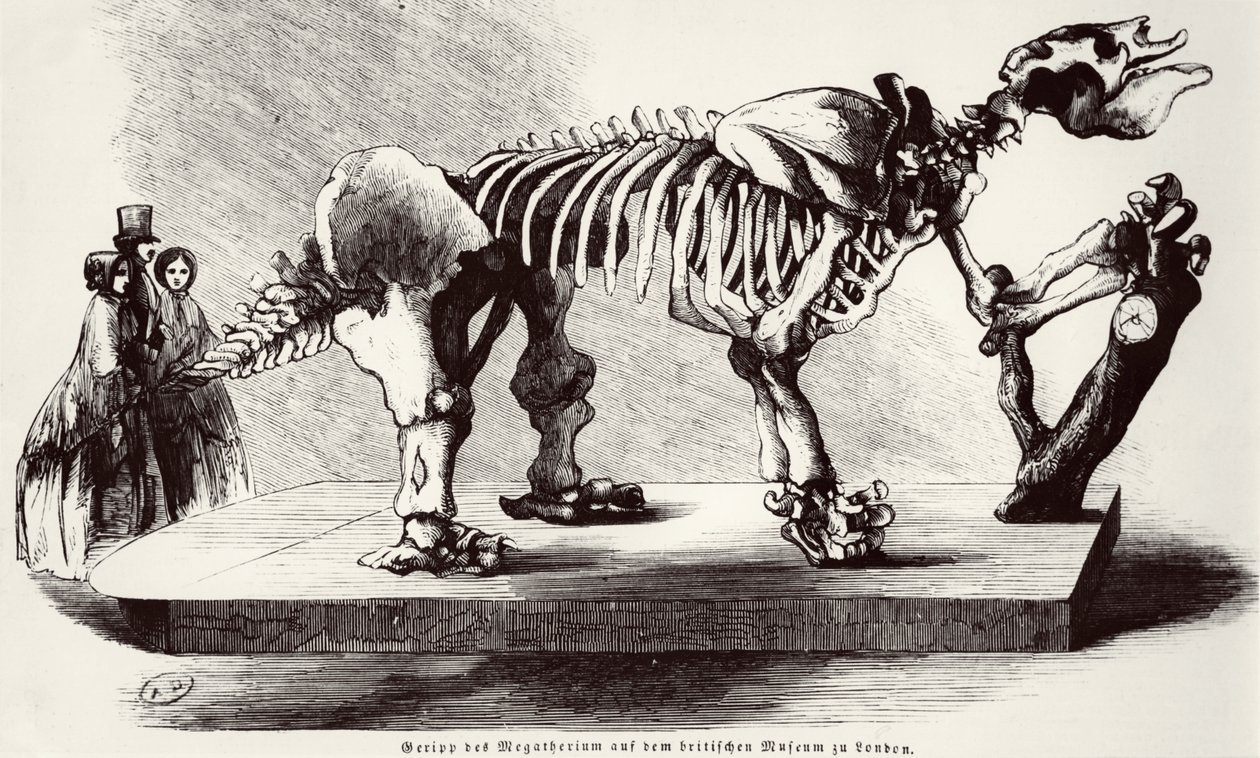 Megatherium Skeleton på British Museum av German School