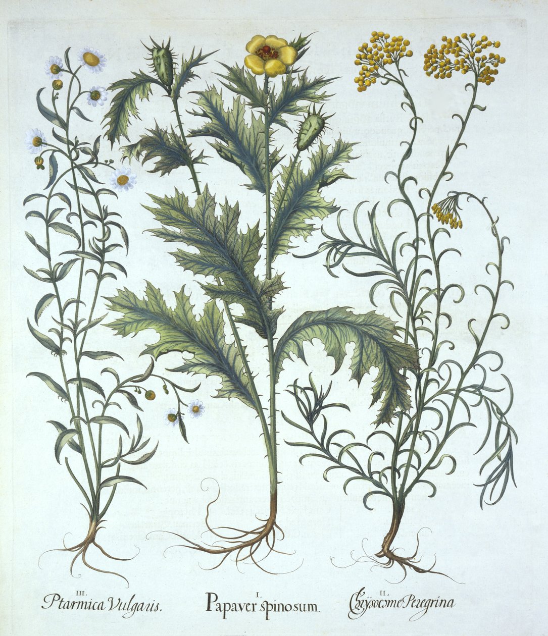 Meksikansk valmue, stråblomst ved havet og nysing, fra Hortus Eystettensis, av Basil Besler (1561-1629) pub. 1613 (håndfarget gravering) av German School