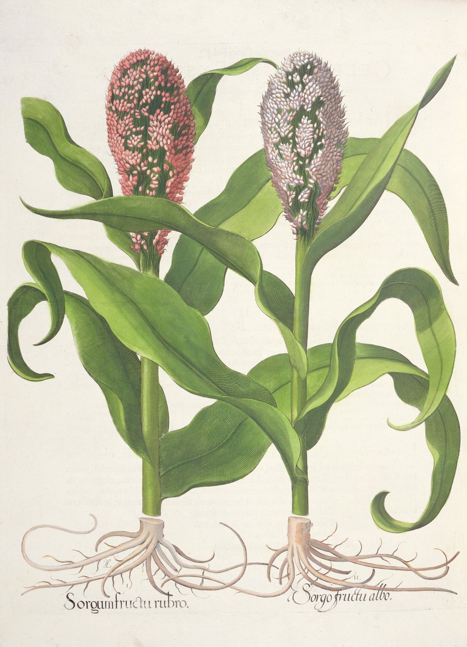 Hirse: 1. Sorghum med rød frukt; Sorgo frukt hvit, fra Hortus Eystettensis av Basil Besler (1561-1629), pub. 1613 av German School