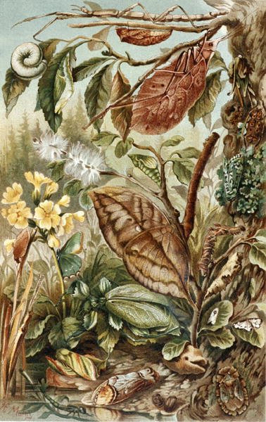 Mimicry of Insects, plate fra "Brehms Tierleben: Allgemeine Kunde des Tierreichs", vol.9, s.10, utgitt av Bibliographisches Institut av German School