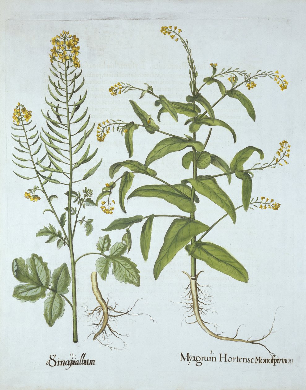 Gjærkarse og hvit sennep, fra Hortus Eystettensis, av Basil Besler (1561-1629), pub. 1613 (håndfarget gravering) av German School