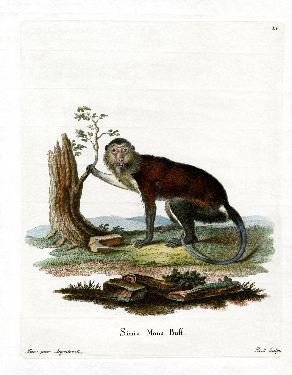 Mona Monkey (farget gravering) av German School