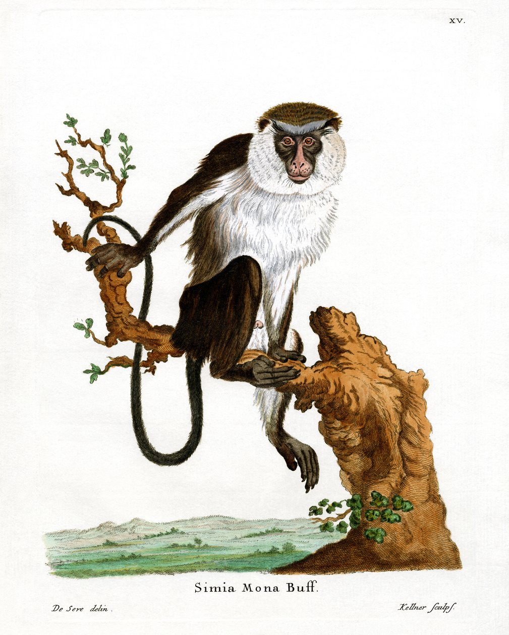 Mona Monkey (farget gravering) av German School