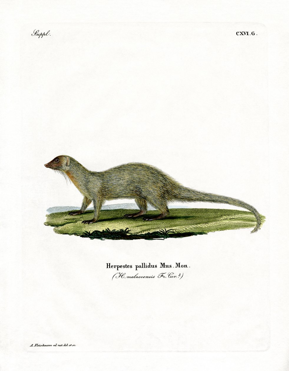 Mongoose (farget gravering) av German School