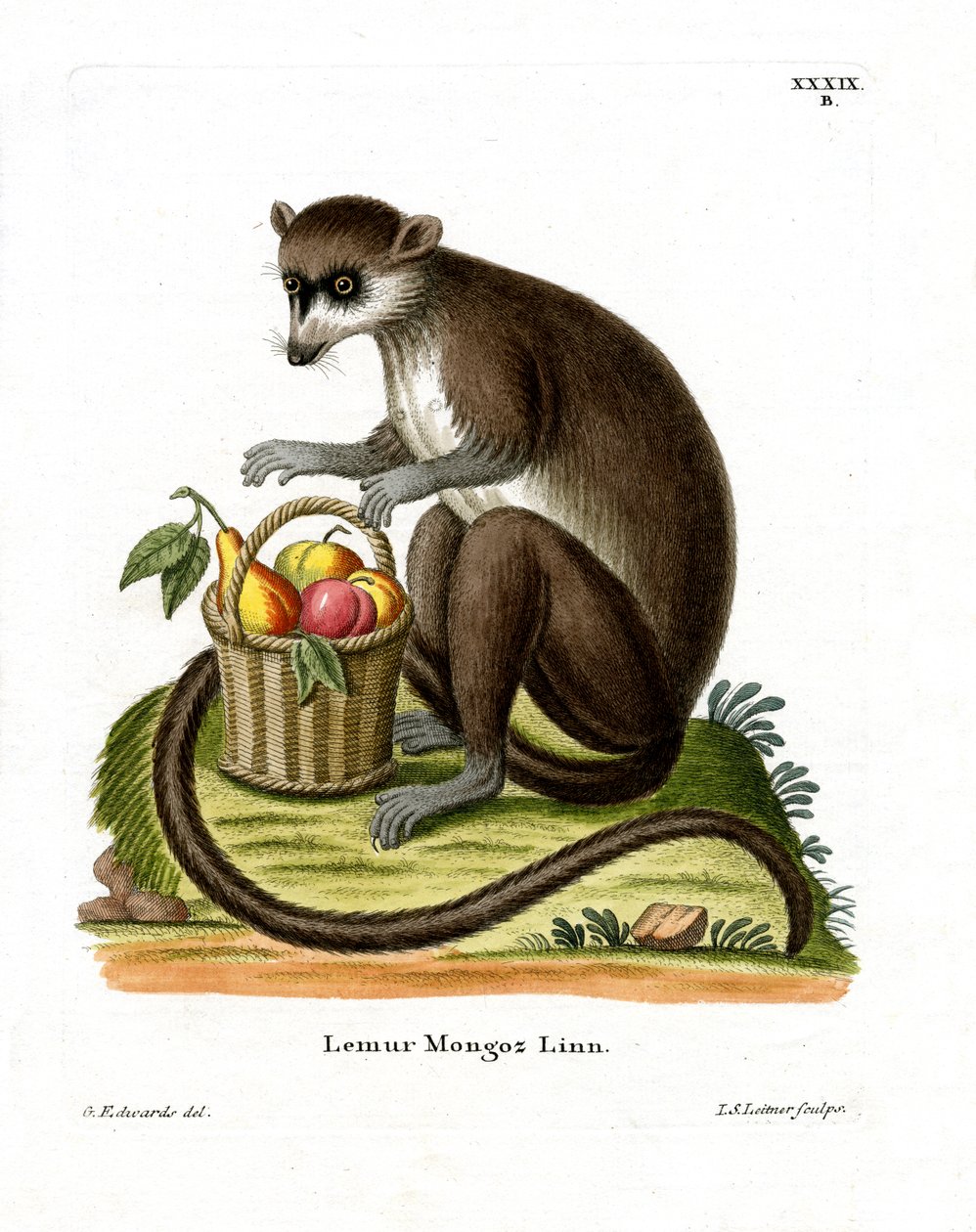Mongoose Lemur (farget gravering) av German School