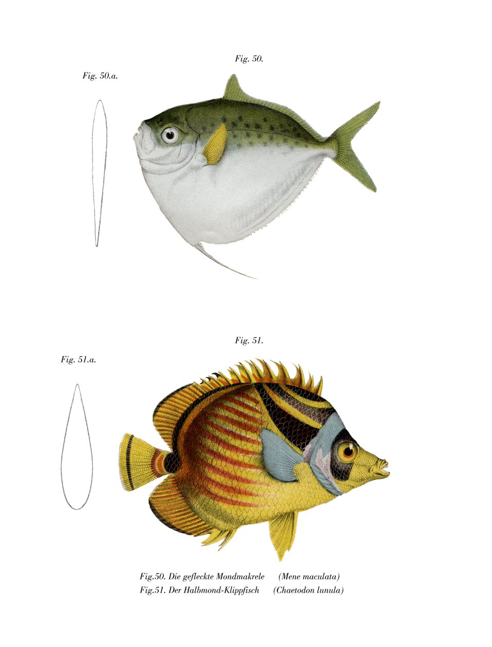 Månefisk (farge litho) av German School