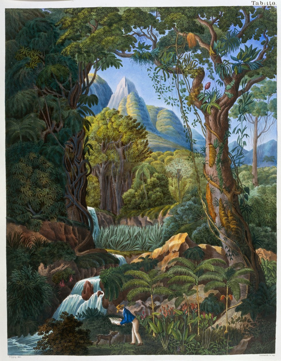 Morenia Poppigiana og skog, fra 