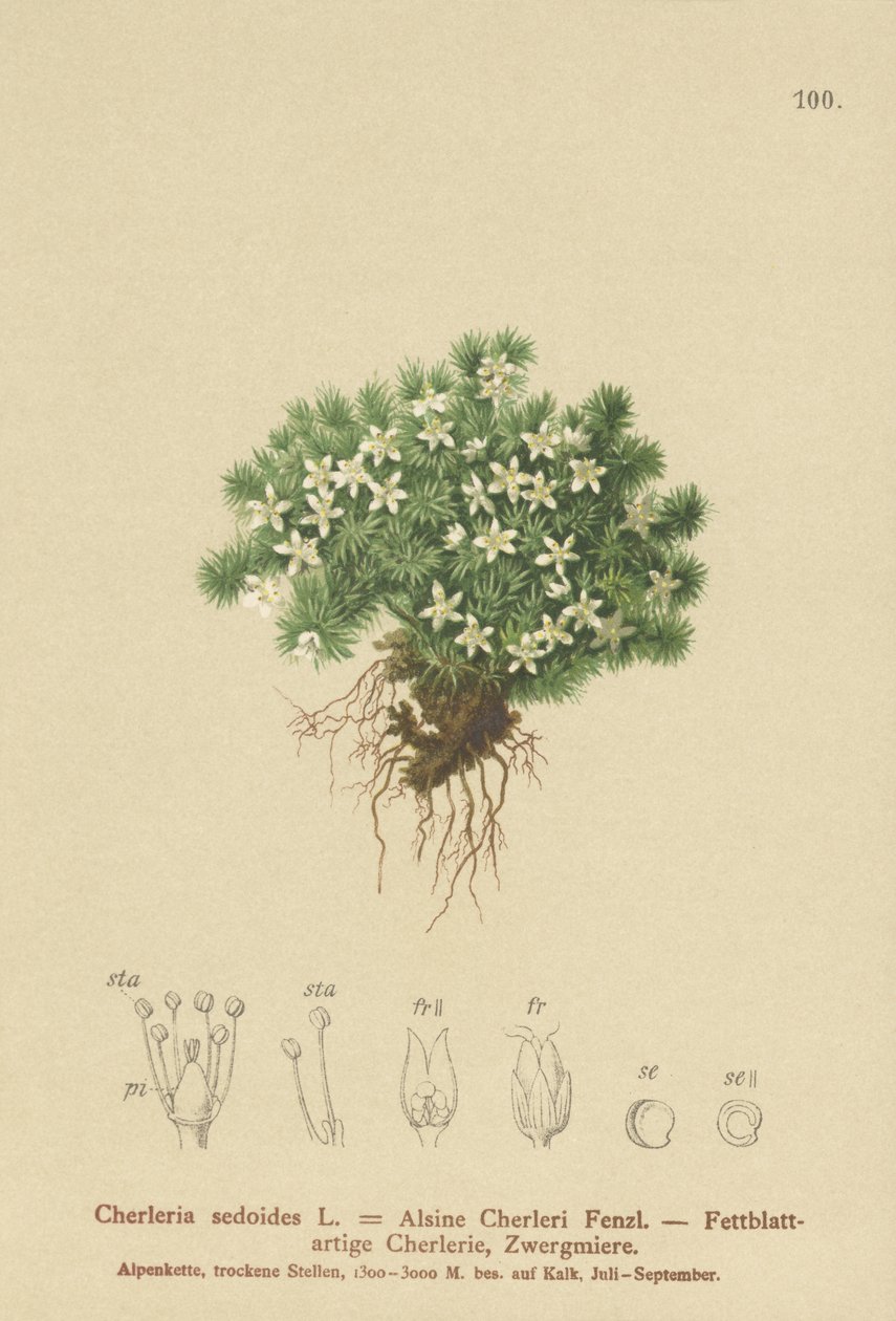 Mossy Cyphel (Cherleria sedoides, Minuartia sedoides, Alsine Cherleri) av German School