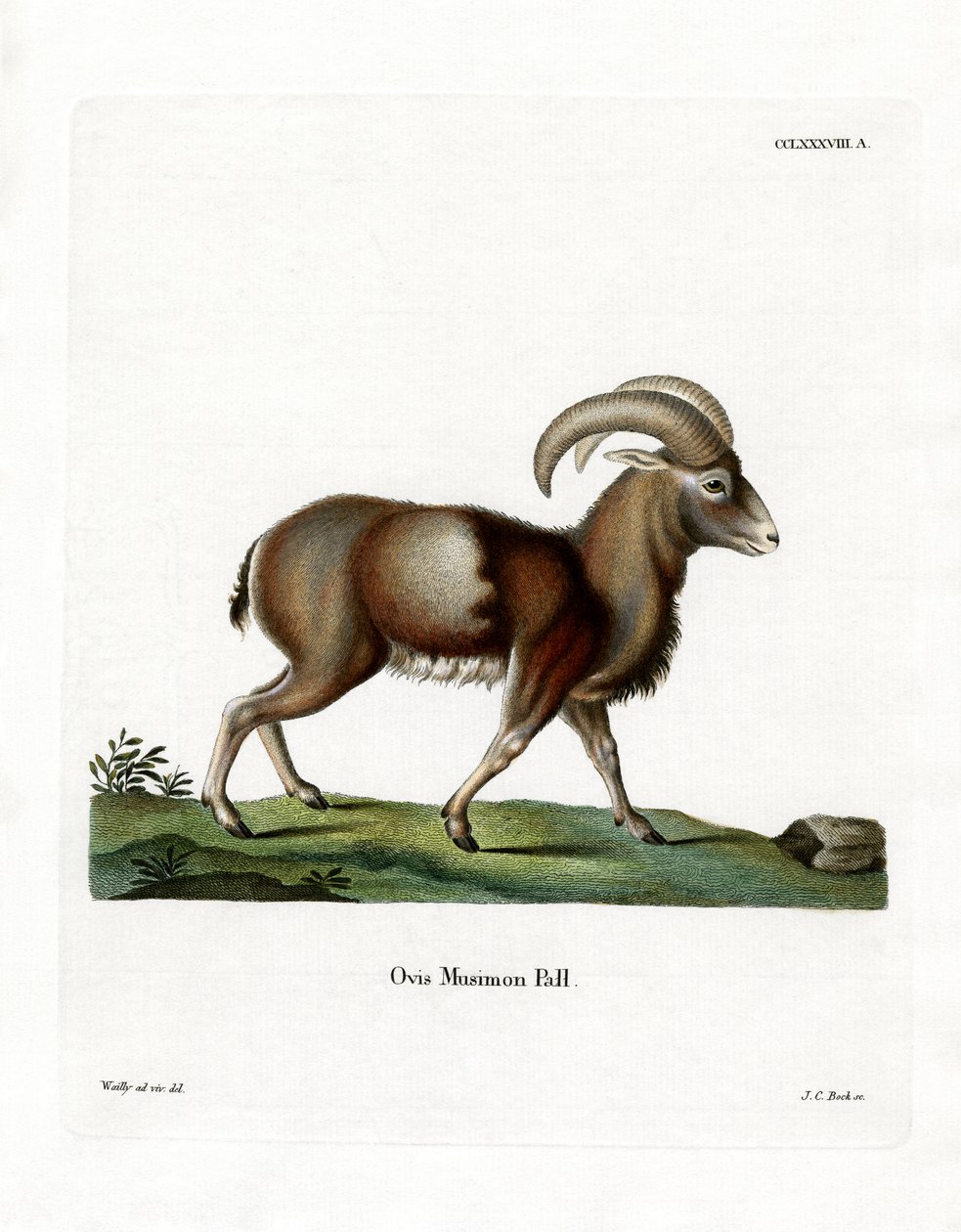 Mouflon (farget gravering) av German School