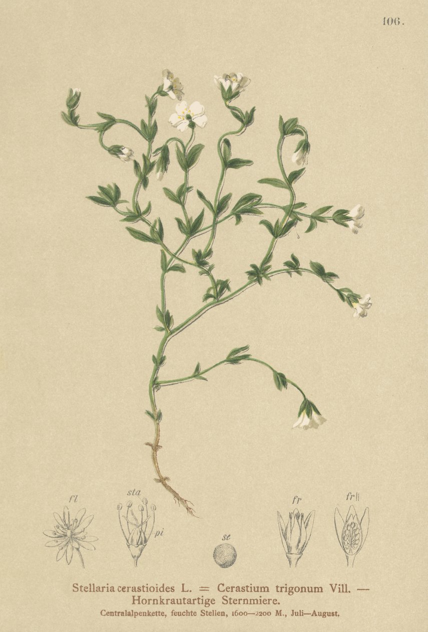 Fjellkylling (Stellaria cerasioides, Cerastium trigonum) av German School